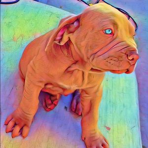 Meet your Posher, Hector